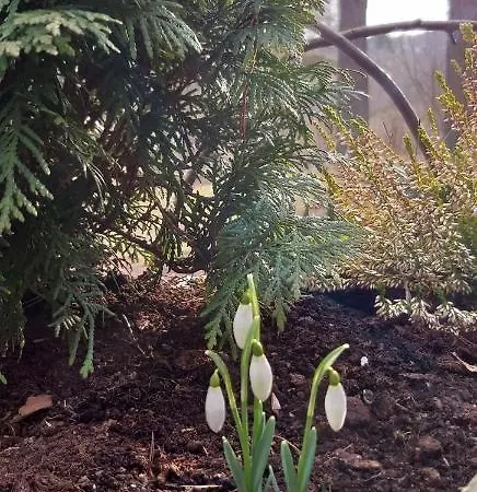 Дом отдыха Sveciu Namelis Друскининкай